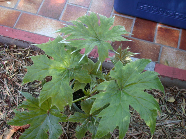 B. ludwigii